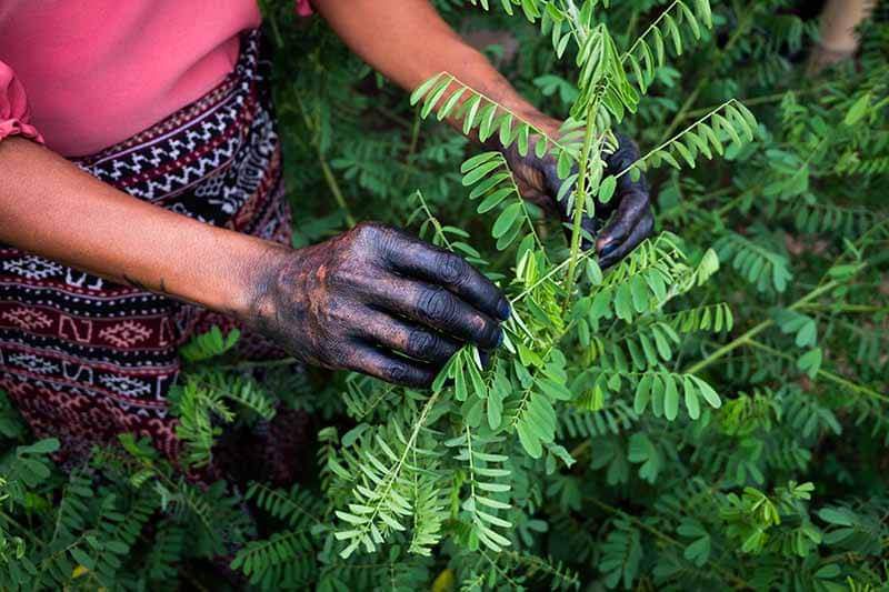 Indigo Plant